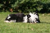 CHIEN NU CHINOIS 255